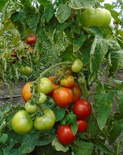 Томат Волгоградский 5/95 Томат Волгоградский 5/95