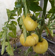 Томат Альбина Томат Альбина