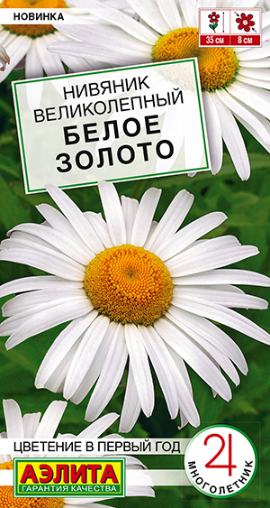 Нивяник великолепный Белое Золото Нивяник великолепный Белое Золото
