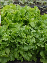 Салат Букет листовой Салат Букет листовой