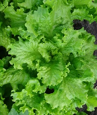 Салат Гранд рапидс Салат Гранд рапидс