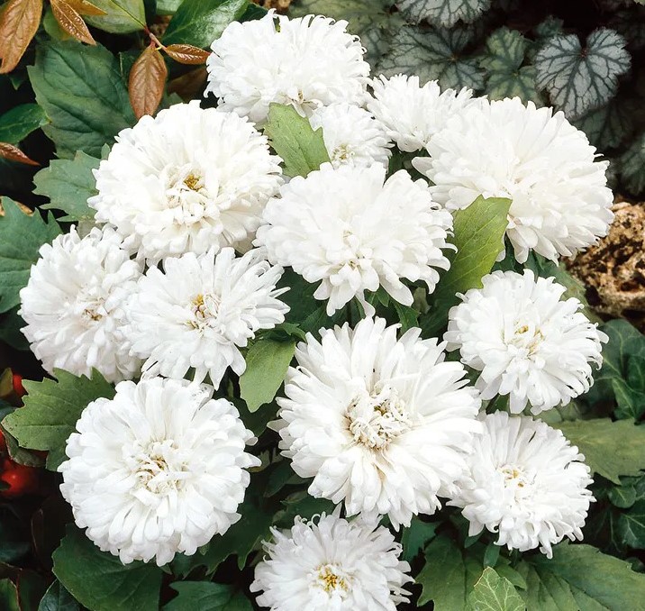 ����� ��������� ������ �����