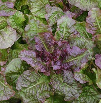 Салат Американский коричневый Салат Американский коричневый