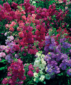 Левкой карликовый Кустовой, смесь сортов Левкой карликовый Кустовой, смесь сортов