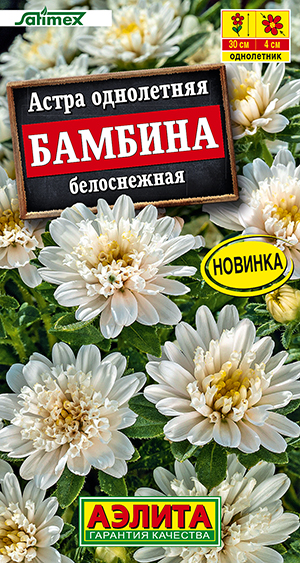 Астра Бамбина белоснежная Астра Бамбина белоснежная