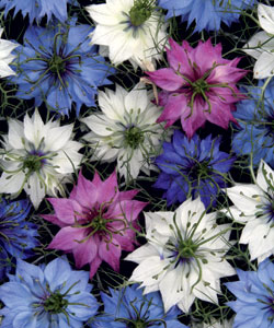 ������� ��������� �������� ���� �������, ����� ������