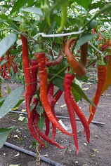 Перец острый Бараний рог Перец острый Бараний рог