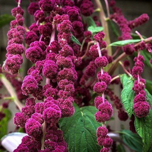 ������� ��������� ���� ����