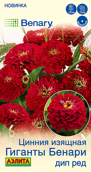 Цинния Гиганты Бенари дип ред Цинния Гиганты Бенари дип ред