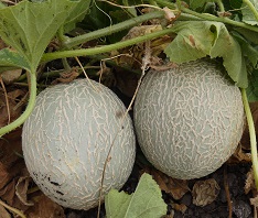 Дыня Харпер MEL 20 F1 Дыня Харпер MEL 20 F1