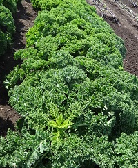 Капуста листовая (Кале) Изумрудное сияние Капуста листовая (Кале) Изумрудное сияние