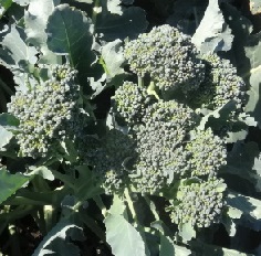 Капуста брокколи Калабрезе Капуста брокколи Калабрезе