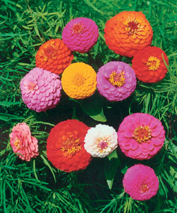 ������ ������� �������, ����� ������