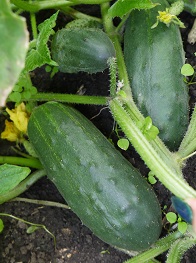 Огурец Рокки F1 Огурец Рокки F1