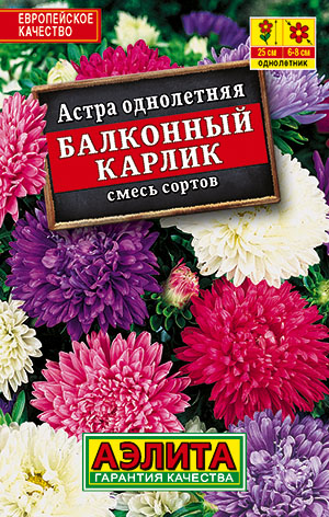 Астра Балконный карлик, смесь сортов Астра Балконный карлик, смесь сортов