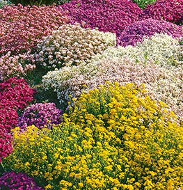 Смесь многолетних цветов для альпийских горок Смесь многолетних цветов для альпийских горок