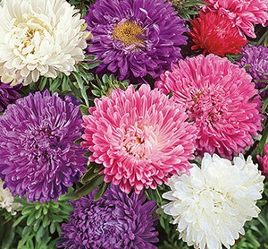 ����� ��������� ���������������� �����������, ����� ������