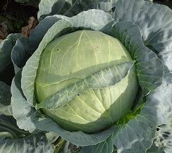 Капуста б/к Подарок Капуста б/к Подарок