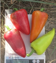 Перец сладкий Купец Перец сладкий Купец