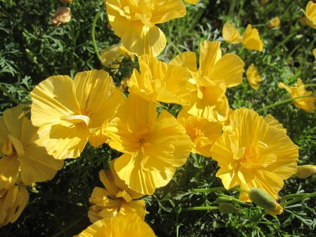 ��������� �������������� ������ ����