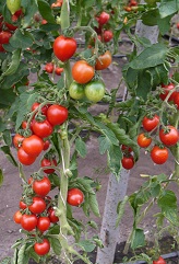 Томат Принц Боргезе Томат Принц Боргезе