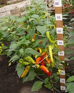 Перец острый Венгерский желтый Перец острый Венгерский желтый