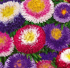 ����� ��������� ���������, ����������� ����� ������ (���������-��������-������-�����)