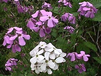 ��������� ������� ������ ������, ����� ������