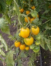 Томат Де Барао золотой Томат Де Барао золотой