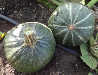 Тыква крупноплодная Амбар Тыква крупноплодная Амбар