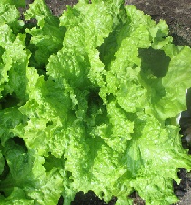 Салат Озорник листовой Салат Озорник листовой