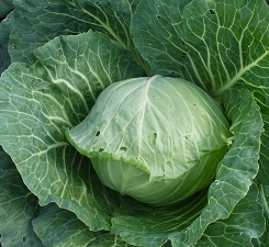 Капуста б/к Золотой гектар 1432 Капуста б/к Золотой гектар 1432