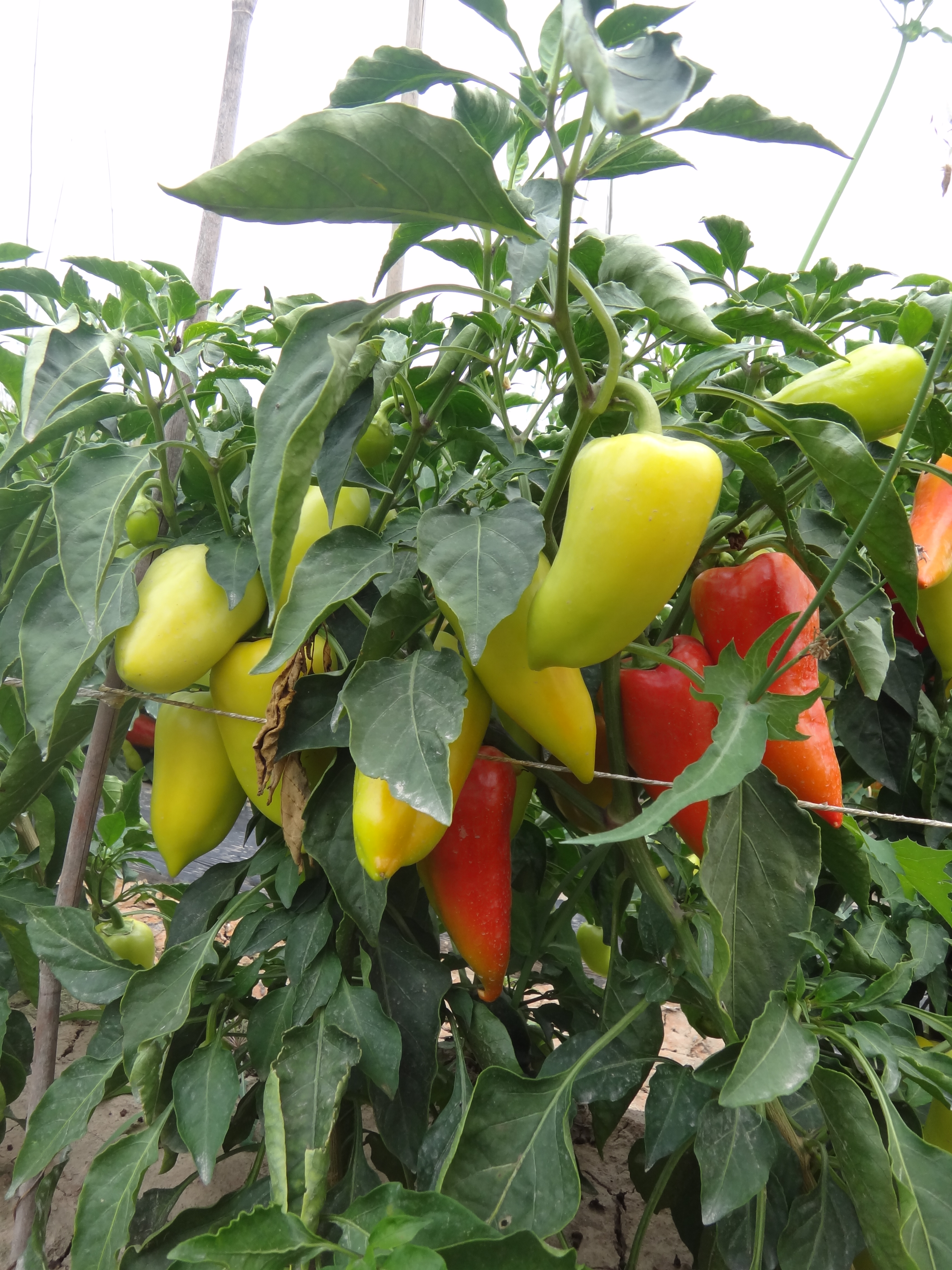 Перец сладкий Морозко Перец сладкий Морозко