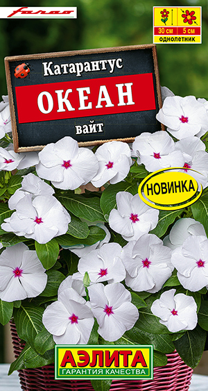 Катарантус Океан вайт Катарантус Океан вайт