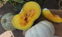 Тыква крупноплодная Крошка Тыква крупноплодная Крошка