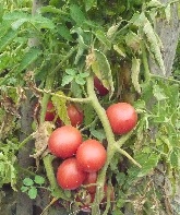 Томат Де Барао розовый Томат Де Барао розовый