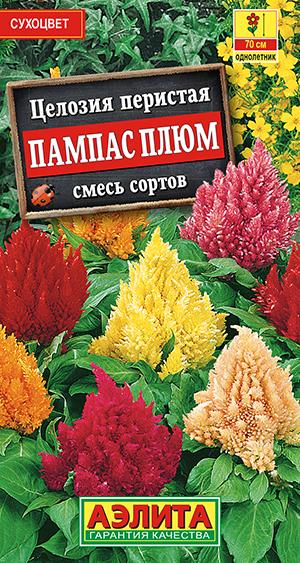 Целозия перистая Пампас Плюм, смесь сортов Целозия перистая Пампас Плюм, смесь сортов