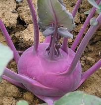 Капуста кольраби Венская голубая Капуста кольраби Венская голубая