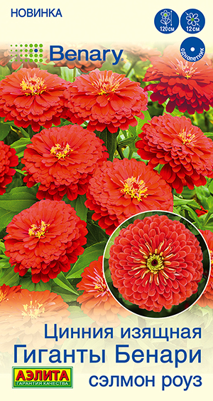 Цинния Гиганты Бенари сэлмон роуз Цинния Гиганты Бенари сэлмон роуз