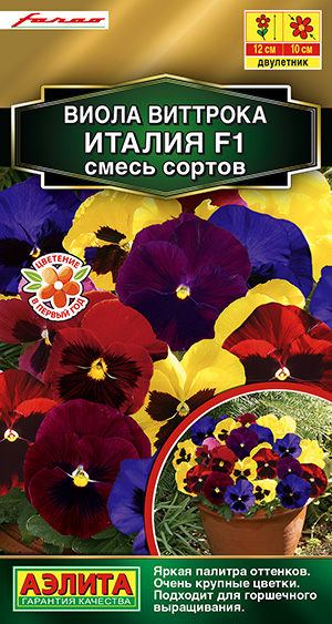 Виола виттрока Италия F1, смесь сортов Виола виттрока Италия F1, смесь сортов