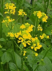 Горчица сарептская Славянка Горчица сарептская Славянка