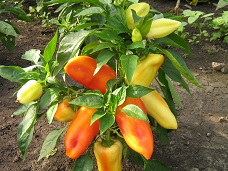 Перец сладкий Крепыш Перец сладкий Крепыш