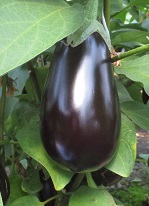 Баклажан Робин Гуд Баклажан Робин Гуд