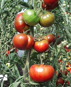 Томат Родственница Томат Родственница