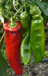 Перец сладкий Рамиро красный Перец сладкий Рамиро красный