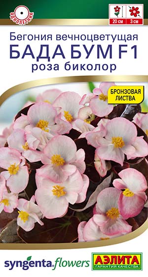 Бегония Бада бум F1 роза биколор Бегония Бада бум F1 роза биколор
