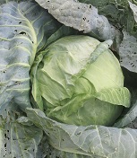 Капуста б/к Московская поздняя 15 Капуста б/к Московская поздняя 15