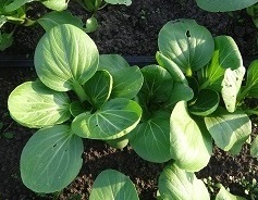 Капуста китайская Аленушка Капуста китайская Аленушка