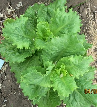 Салат Азарт полукочанный Салат Азарт полукочанный