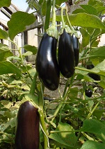 Баклажан Агат F1 Баклажан Агат F1